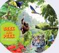 *Seek and Peek: In the Rainforest* by the editors of Kingfisher